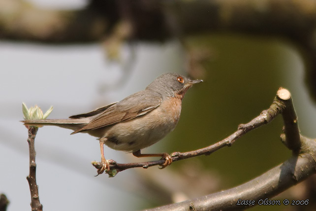 RDSTRUPIG SNGARE / EASTERN EASTERN SUBALPINE WARBLER (Curruca cantillans)