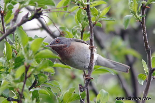 RDSTRUPIG SNGARE / EASTERN EASTERN SUBALPINE WARBLER (Curruca cantillans)