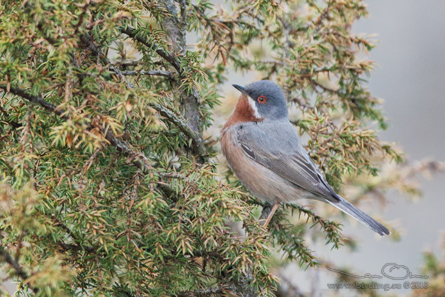 RÖDSTRUPIG SÅNGARE / EASTERN EASTERN SUBALPINE WARBLER (Curruca cantillans)