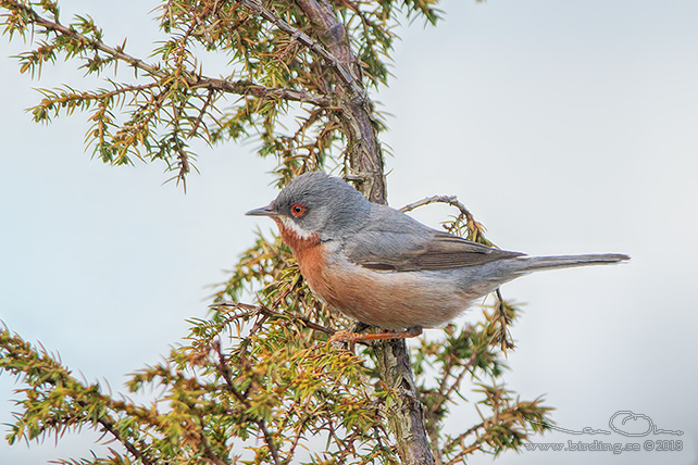 RÖDSTRUPIG SÅNGARE / EASTERN EASTERN SUBALPINE WARBLER (Curruca cantillans)