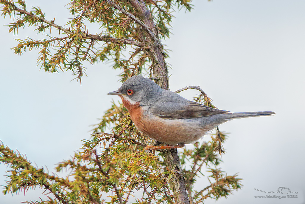 RDSTRUPIG SNGARE / EASTERN SUBALPINE WARBLER (Curruca cantillans) - Stng / Close