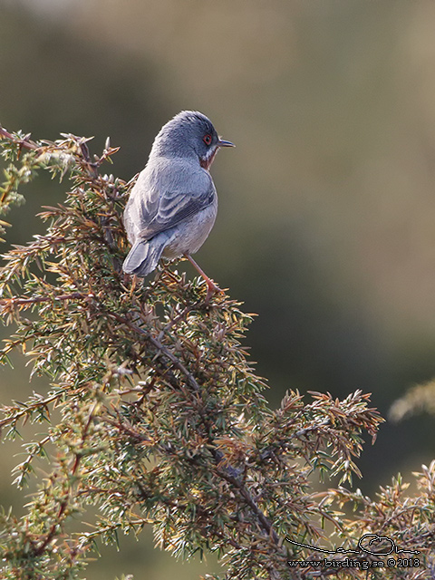 RÖDSTRUPIG SÅNGARE / EASTERN EASTERN SUBALPINE WARBLER (Curruca cantillans)