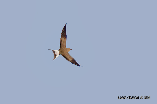 RDVINGAD VADARSVALA / COLLARED PRATINCOLE (Glareola pratincola)