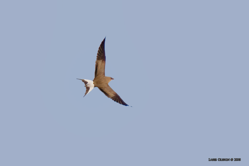 RDVINGAD VADARSVALA / COLLARED PRATINCOLE (Glareola pratincola) - Stäng / Close