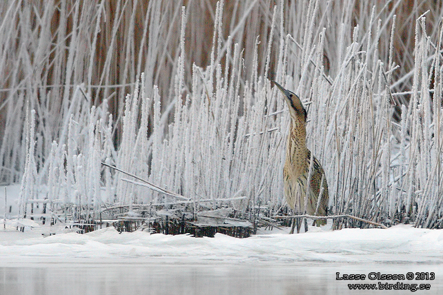 RRDROM / EURASIAN BITTERN (Botaurus stellaris) - stor bild / full size