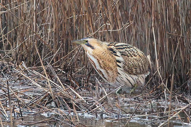 RÖRDROM / EURASIAN BITTERN (Botaurus stellaris) - stor bild / full size