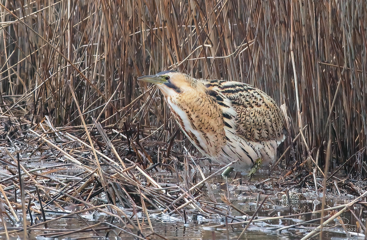 RRDROM / EURASIAN BITTERN (Botaurus stellaris) - Stäng / Close