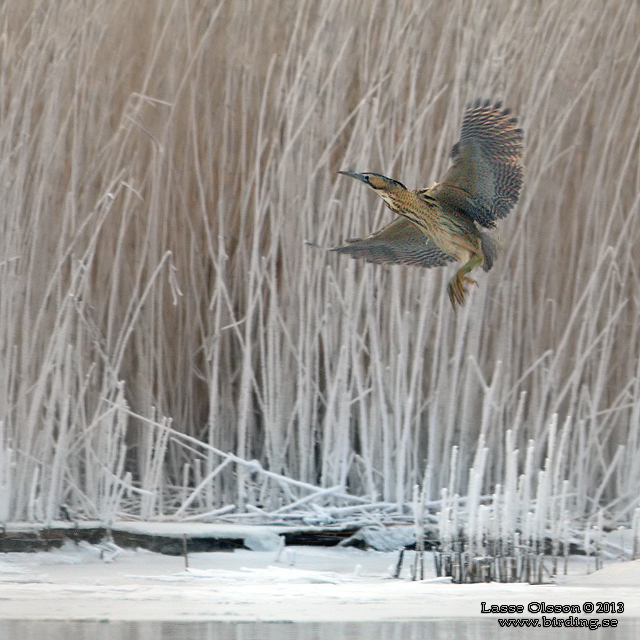 RÖRDROM / EURASIAN BITTERN (Botaurus stellaris) - stor bild / full size