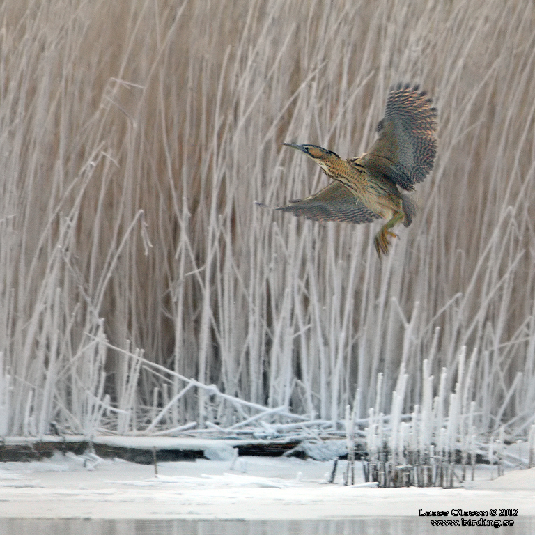 RRDROM / EURASIAN BITTERN (Botaurus stellaris) - Stäng / Close