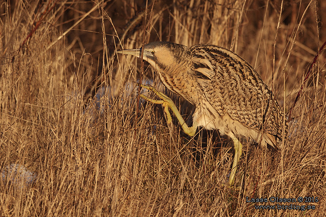 RÖRDROM / EURASIAN BITTERN (Botaurus stellaris) - stor bild / full size