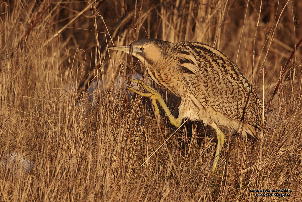 RRDROM / EURASIAN BITTERN (Botaurus stellaris) - Stäng / Close