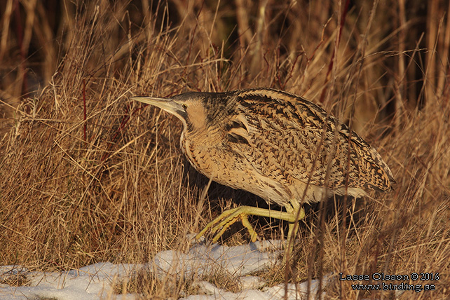 RÖRDROM / EURASIAN BITTERN (Botaurus stellaris) - stor bild / full size