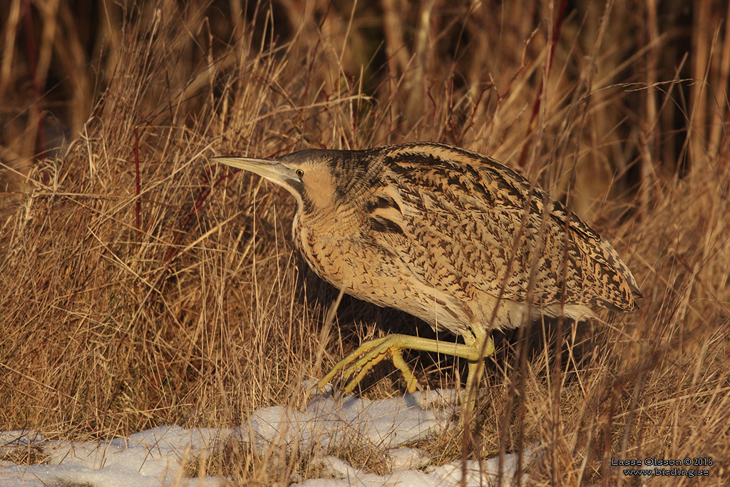 RRDROM / EURASIAN BITTERN (Botaurus stellaris) - Stäng / Close