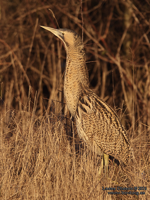 RÖRDROM / EURASIAN BITTERN (Botaurus stellaris) - stor bild / full size