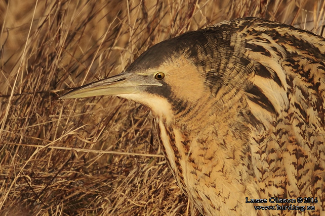 RÖRDROM / EURASIAN BITTERN (Botaurus stellaris) - stor bild / full size