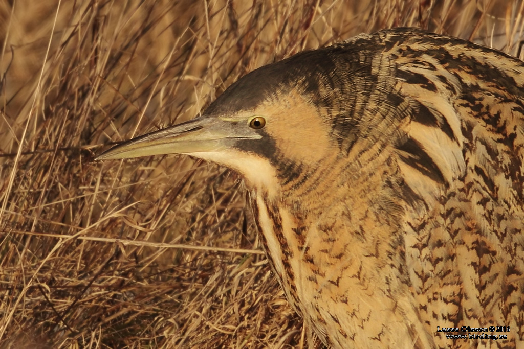 RRDROM / EURASIAN BITTERN (Botaurus stellaris) - Stäng / Close