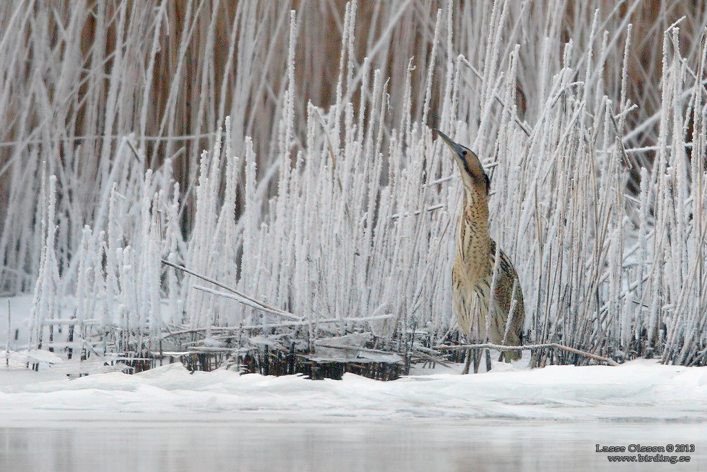 RRDROM / EURASIAN BITTERN (Botaurus stellaris) - Stäng / Close