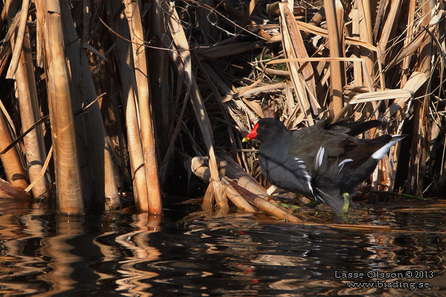 RRHNA / COMMON MOORHEN (Gallinula chloropus)