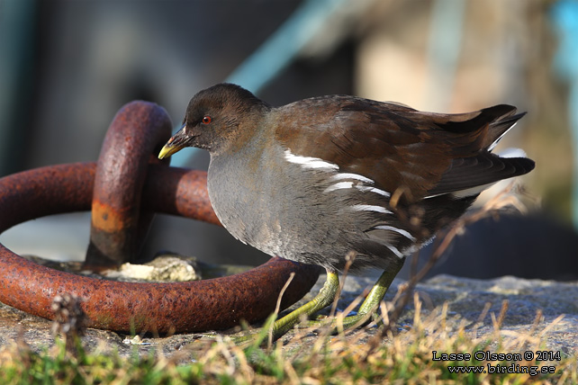 RÖRHÖNA / COMMON MOORHEN (Gallinula chloropus)