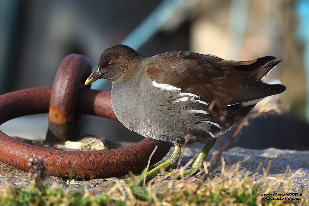 RRHNA / COMMON MOORHEN (Gallinula chloropus) - Stng / Close