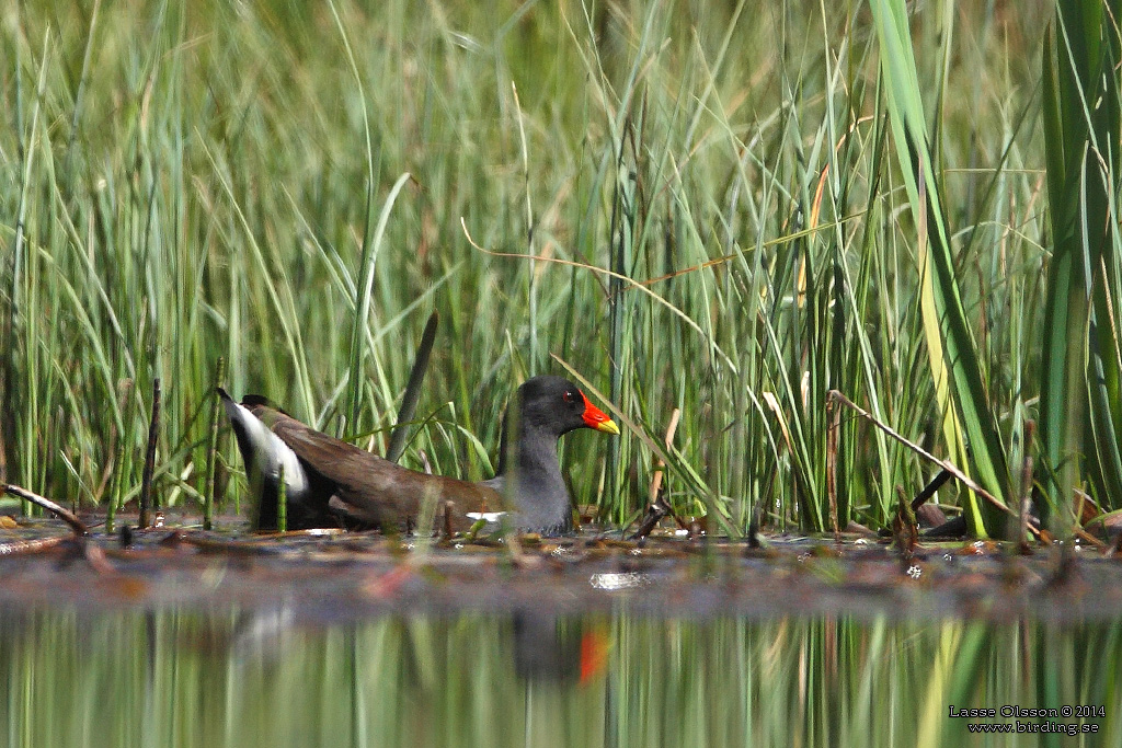 RRHNA / COMMON MOORHEN (Gallinula chloropus) - Stng / Close