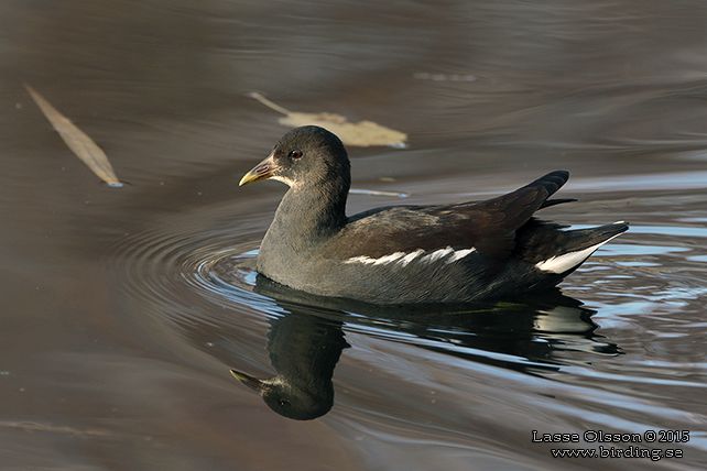 RÖRHÖNA / COMMON MOORHEN (Gallinula chloropus)