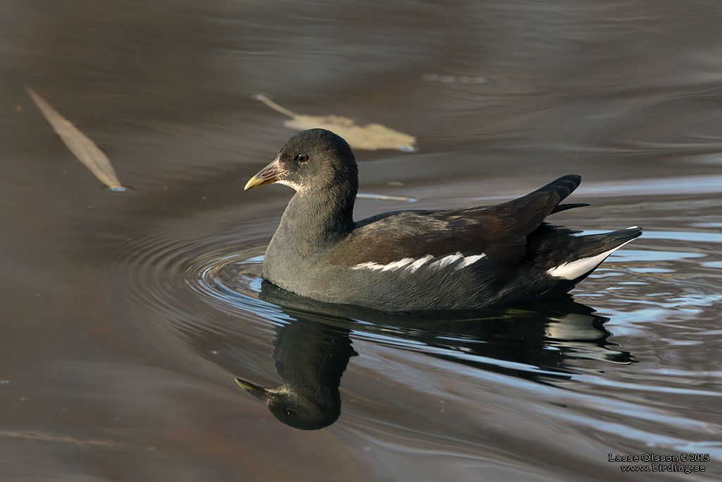 RRHNA / COMMON MOORHEN (Gallinula chloropus) - Stng / Close