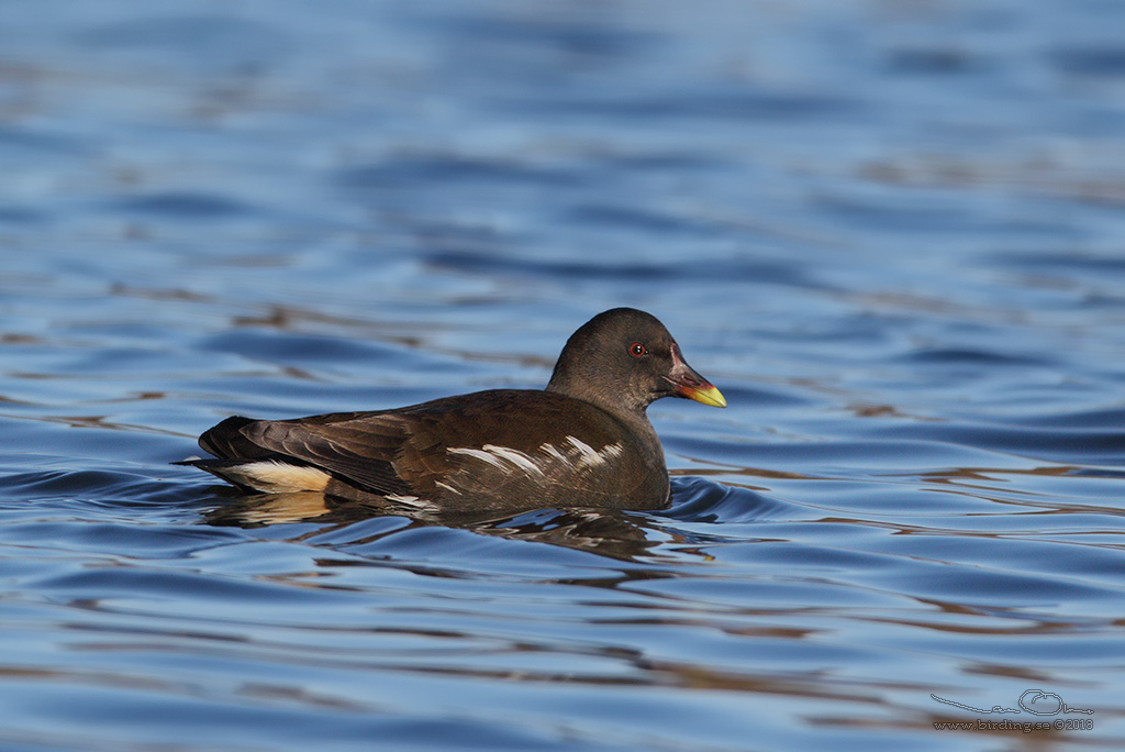 RRHNA / COMMON MOORHEN (Gallinula chloropus) - Stng / Close