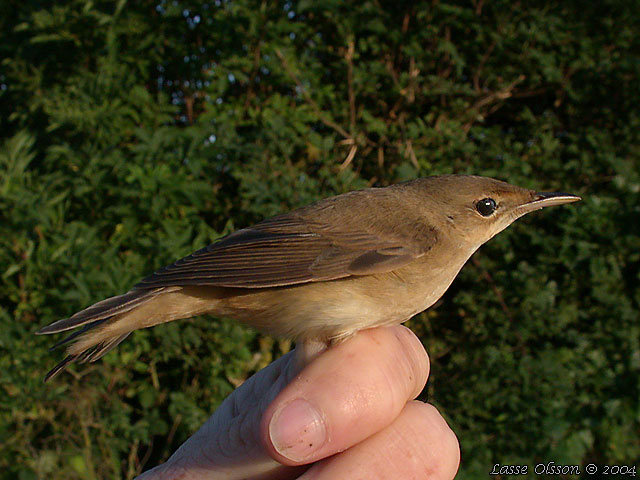 RRSNGARE / EURASIAN REED WARBLER (Acrocephalus scirpaceus)