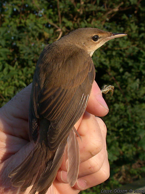 RRSNGARE / EURASIAN REED WARBLER (Acrocephalus scirpaceus)