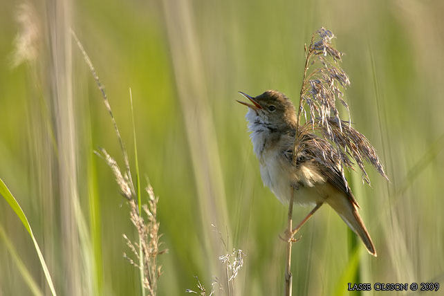 RRSNGARE / EURASIAN REED WARBLER (Acrocephalus scirpaceus) - stor bild / full size