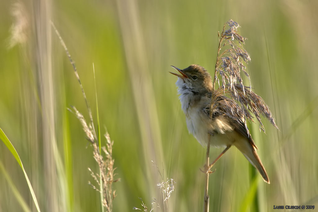RRSNGARE / EURASIAN REED WARBLER (Acrocephalus scirpaceus)) - Stng / Close