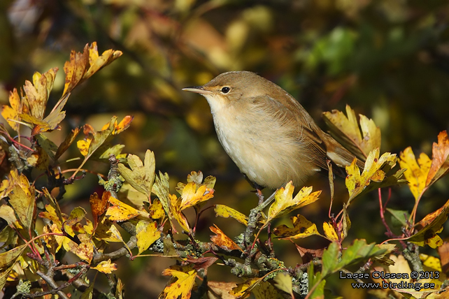 RÖRSÅNGARE / EURASIAN REED WARBLER (Acrocephalus scirpaceus) - stor bild / full size