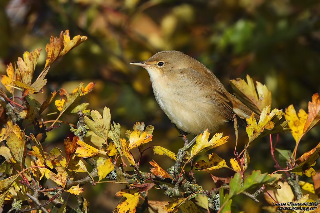 RRSNGARE / EURASIAN REED WARBLER (Acrocephalus scirpaceus)) - Stng / Close