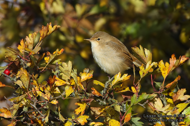 RÖRSÅNGARE / EURASIAN REED WARBLER (Acrocephalus scirpaceus) - stor bild / full size