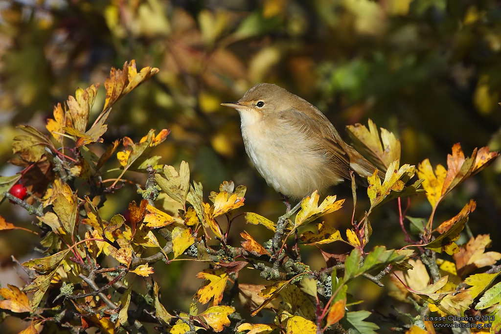 RRSNGARE / EURASIAN REED WARBLER (Acrocephalus scirpaceus)) - Stng / Close