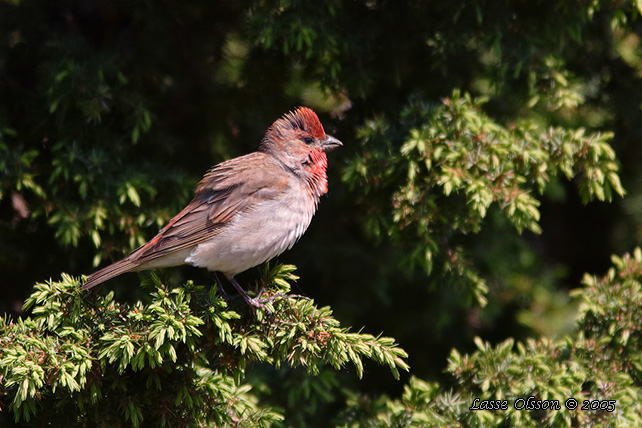 ROSENFINK / COMMON ROSEFINCH (Carpodacus erythrinus)