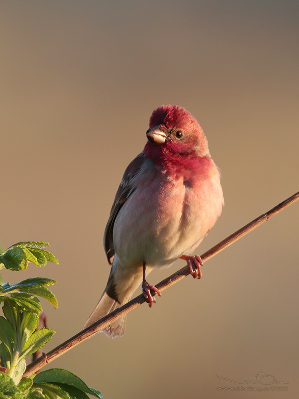 ROSENFINK / COMMON ROSEFINCH (Carpodacus erythrinus) - Stäng / Close