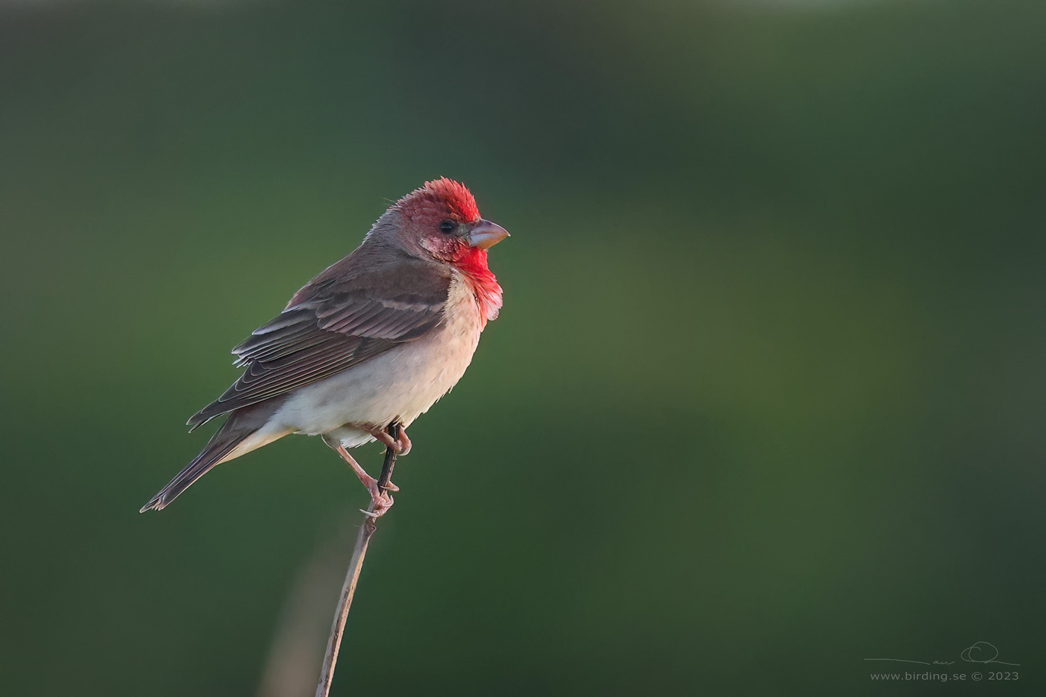 ROSENFINK / COMMON ROSEFINCH (Carpodacus erythrinus) - Stäng / Close