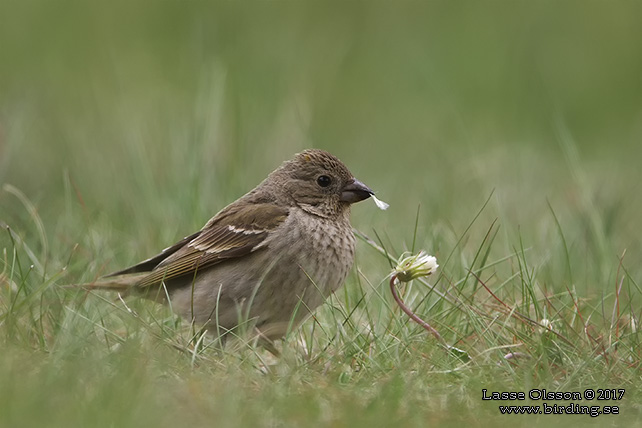 ROSENFINK / COMMON ROSEFINCH (Carpodacus erythrinus)