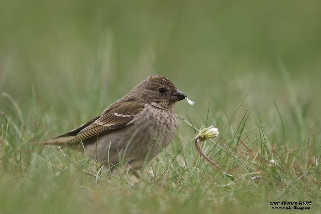 ROSENFINK / COMMON ROSEFINCH (Carpodacus erythrinus) - Stäng / Close