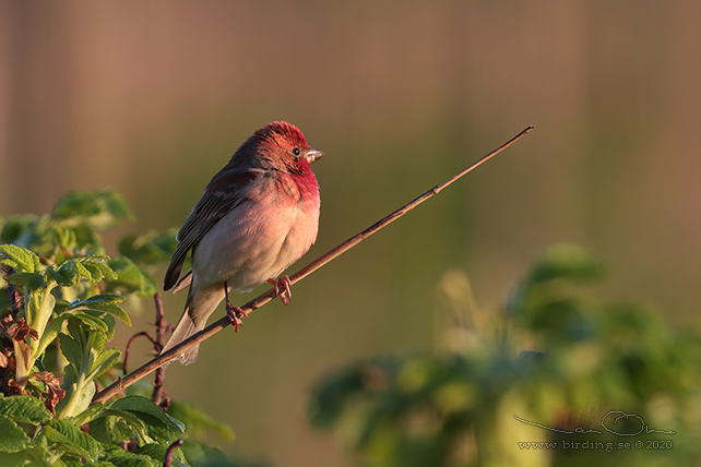 ROSENFINK / COMMON ROSEFINCH (Carpodacus erythrinus)