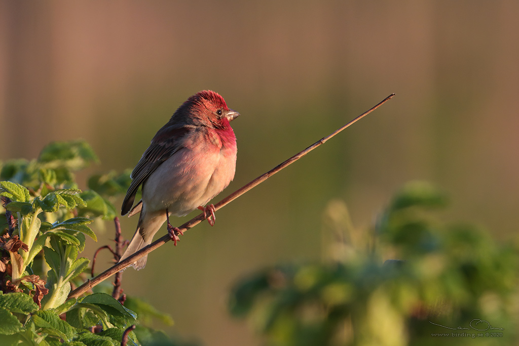 ROSENFINK / COMMON ROSEFINCH (Carpodacus erythrinus) - Stäng / Close