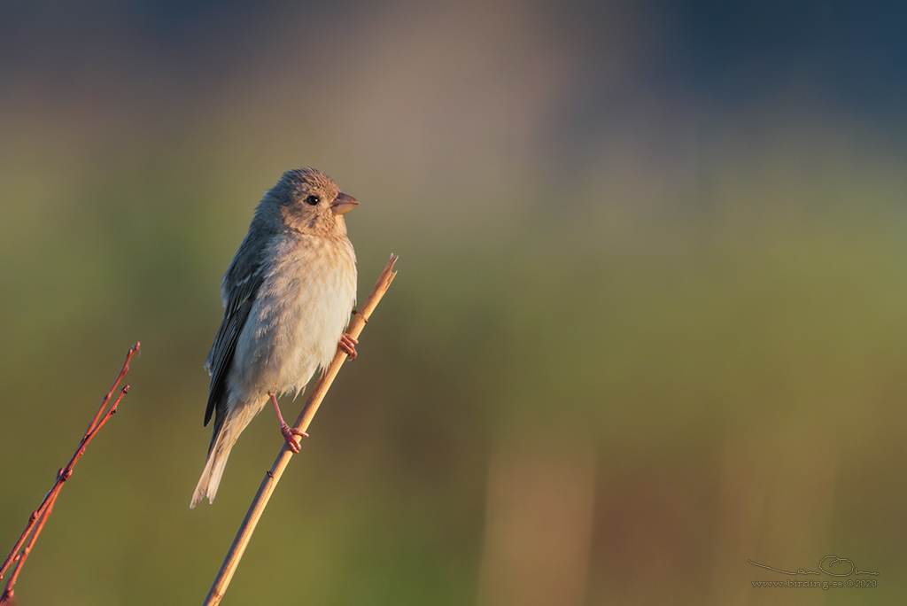 ROSENFINK / COMMON ROSEFINCH (Carpodacus erythrinus) - Stäng / Close