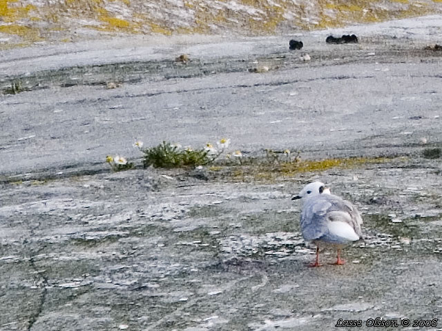 ROSENMS / ROSS'S GULL (Rhodostethia rosea)