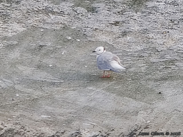 ROSENMS / ROSS'S GULL (Rhodostethia rosea)