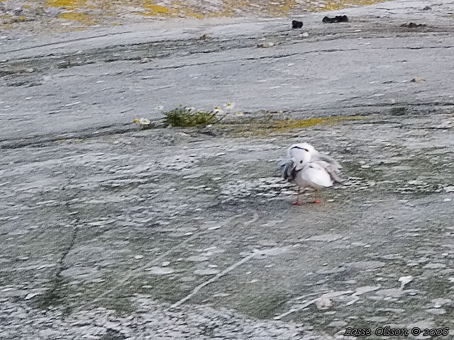 ROSENMS / ROSS'S GULL (Rhodostethia rosea)