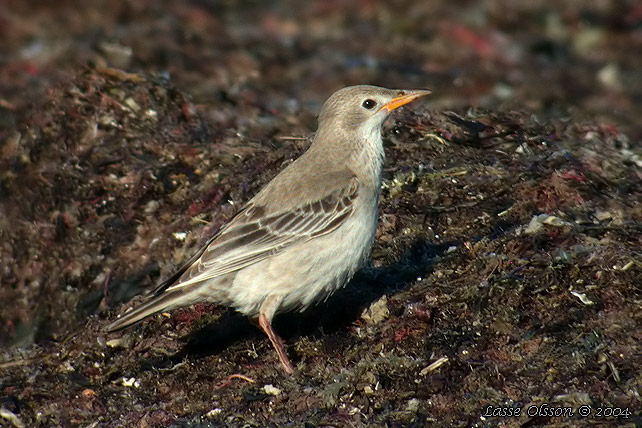 ROSENSTARE / ROSY STARLING (Sturnus roseus)