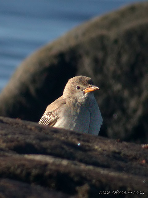 ROSENSTARE / ROSY STARLING (Sturnus roseus)