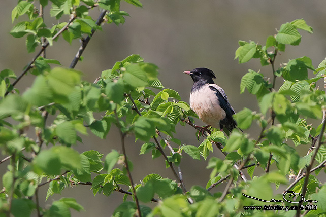 ROSENSTARE / ROSY STARLING (Sturnus roseus) - stor bild/full size